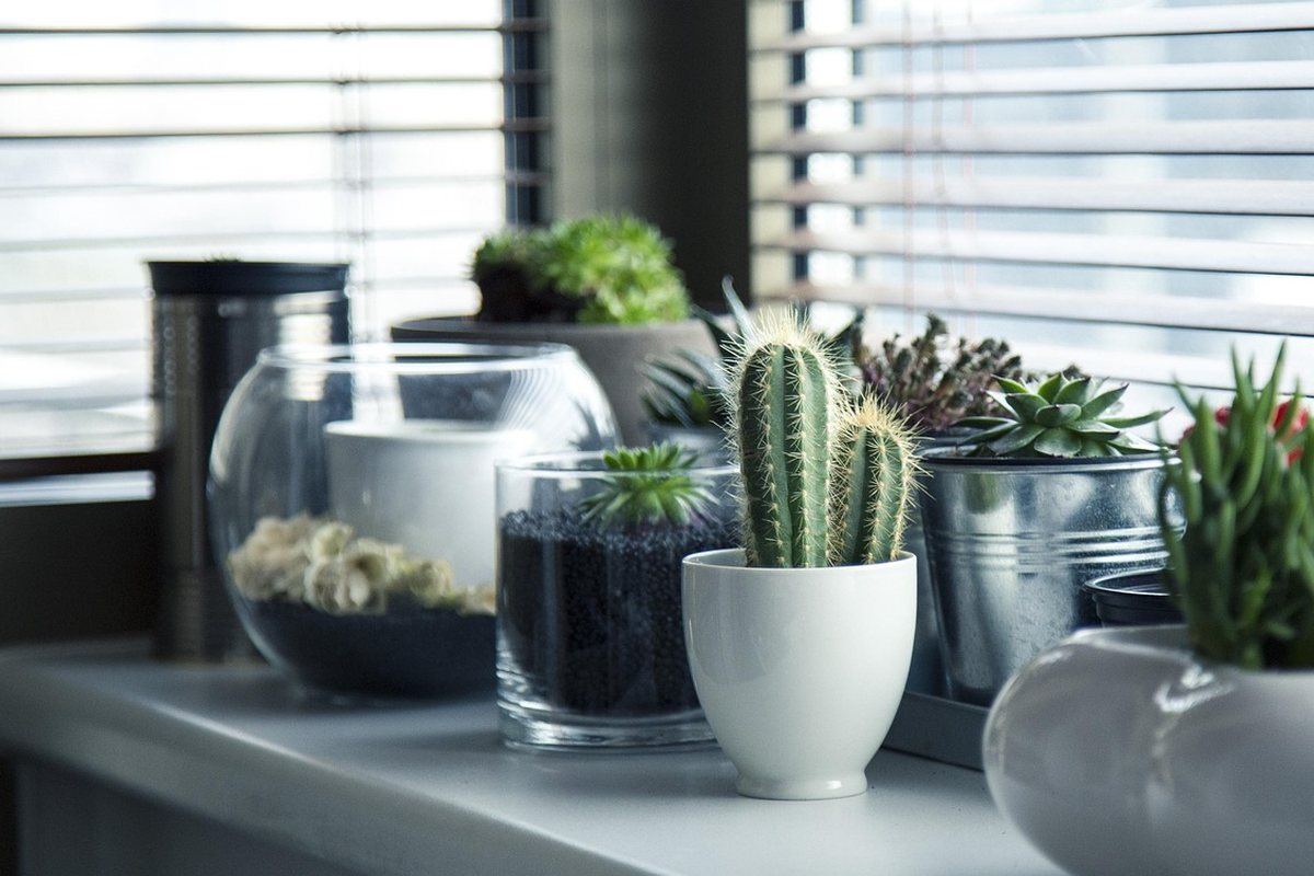 Potted plants and succulents arranged along an open shelf by a window.